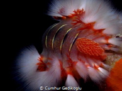 Hermodice carunculata
Fire worm by Cumhur Gedikoglu 